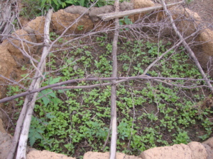 Traditional seedbed preparation (broadcasted)